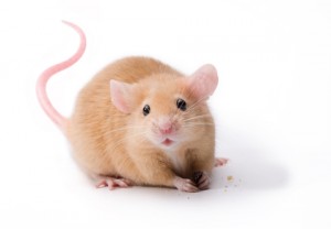 http://www.dreamstime.com/royalty-free-stock-photo-pet-mouse-rodent-animal-image13773435